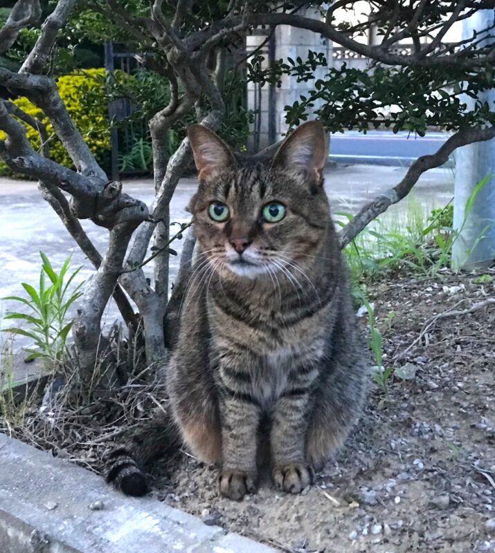 この記事を書いた人のプロフィール