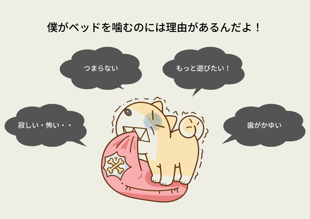犬がモノやベッドを噛んでしまう理由