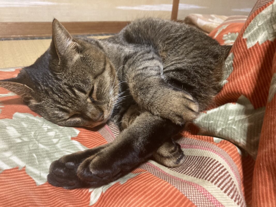 愛猫が足をピンっと伸ばしてくつろいでいる姿