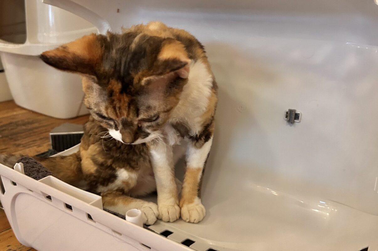 愛猫がかごの中でくつろいでいる様子