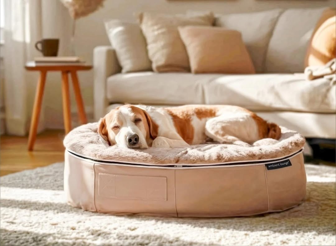 体圧分散性に優れたアンビエントラウンジの犬ベッド「ペットラウンジ」で眠るシニア犬。老犬介護にも適した厚みのあるペットベッド。